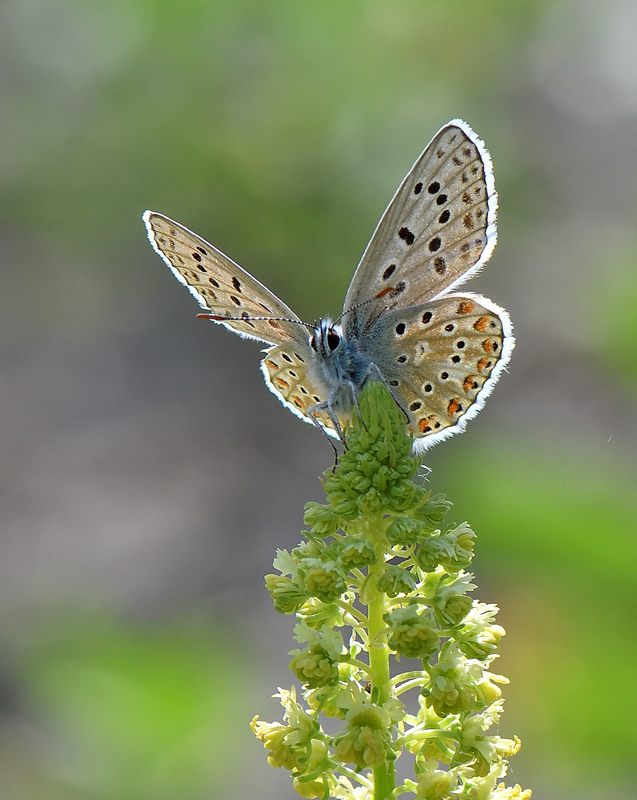 DSC_7652.jpg