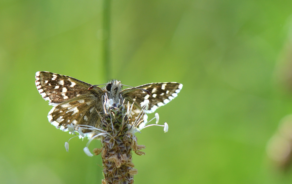 DSC_7677.jpg