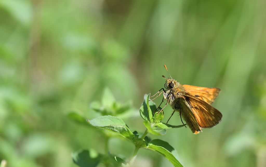 DS5_9008.jpg