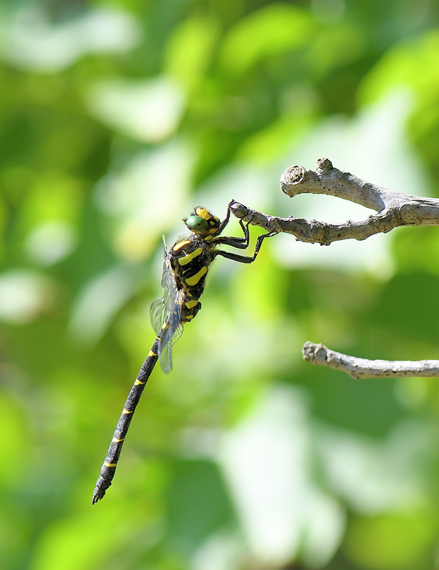 DS5_9014.jpg