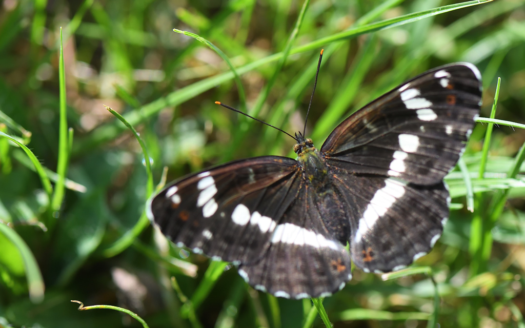 DS5_9016.jpg