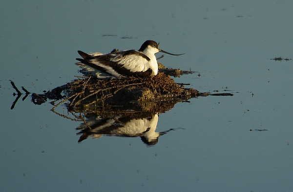Avocette (2).JPG
