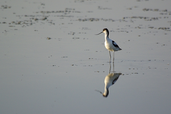 Avocette (4).JPG