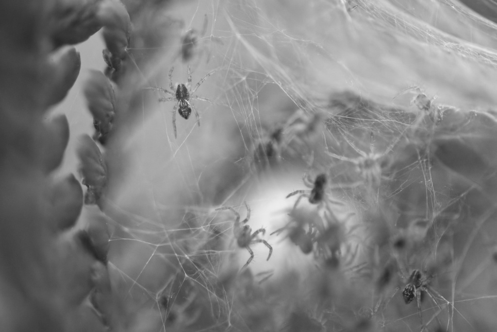 DSC_1768_DxO.jpg