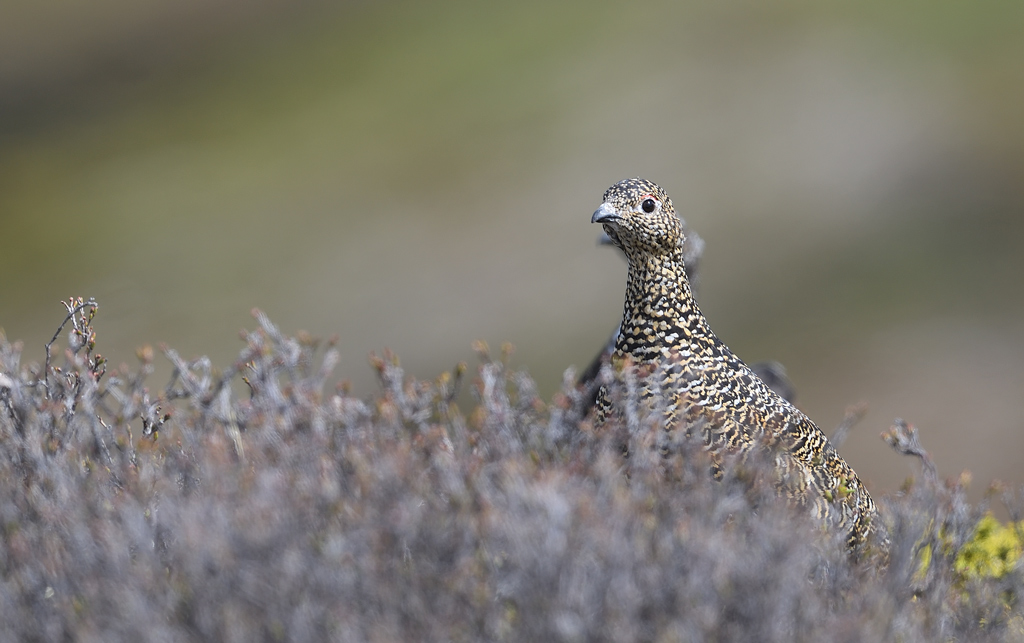 DS5_8631.jpg