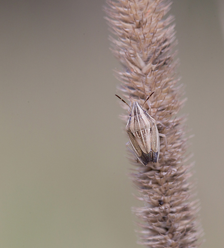 Aelia acuminata - punaise des céréales.jpg