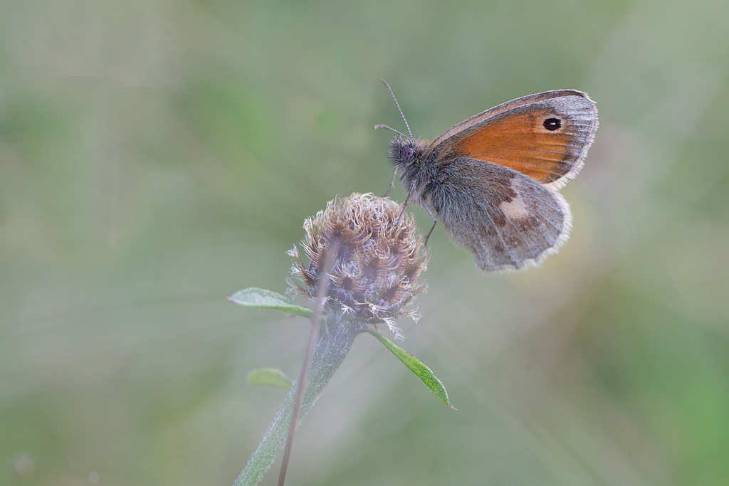 Le Fadet commun le Procris - Coenonympha pamphilus.jpg