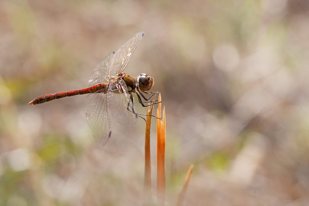 Sympetrum sanguin mâle.jpg