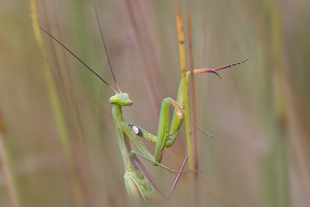 Mantis religoisa - Mante religieuse mâle.jpg
