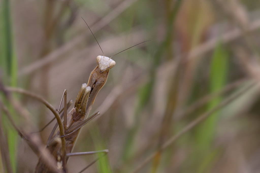 Mantis religoisa - Mante religieuse femelle.jpg