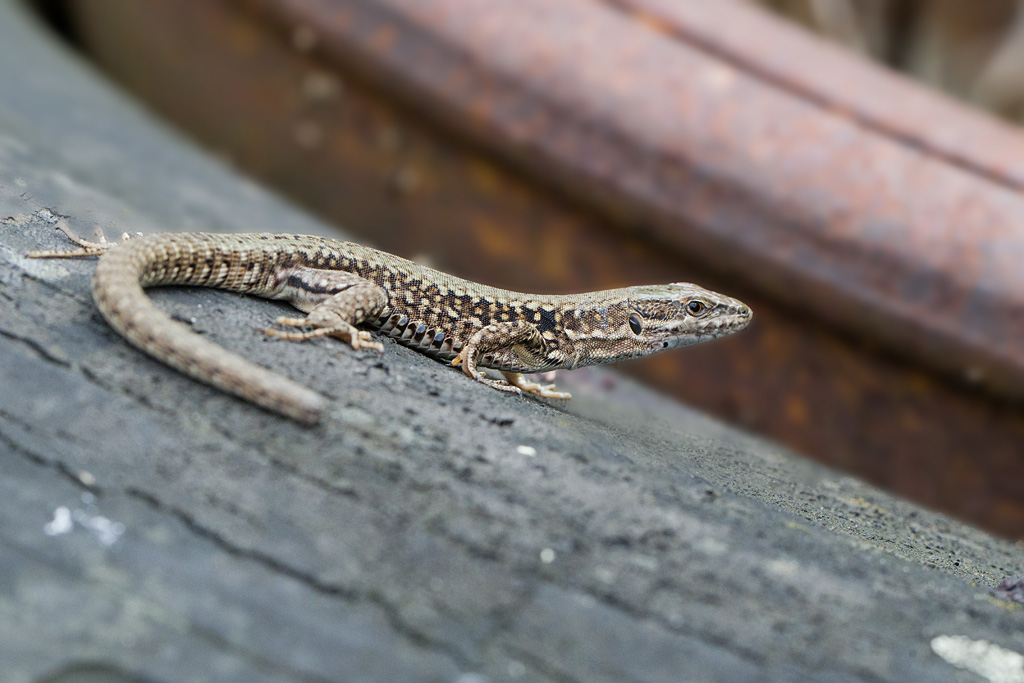 Lézard des murailles - Podarcis muralis  femelle.jpg