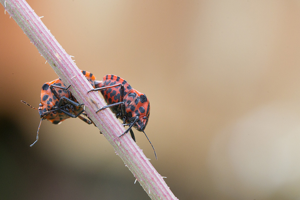 Graphosoma italicum  accouplement.jpg
