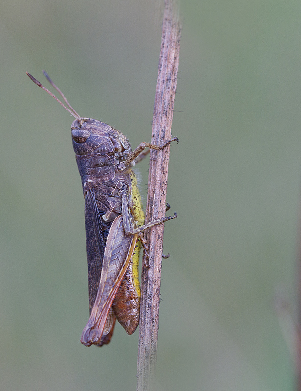 Gomphocerippus bigttulus- brunneus - mollis.jpg