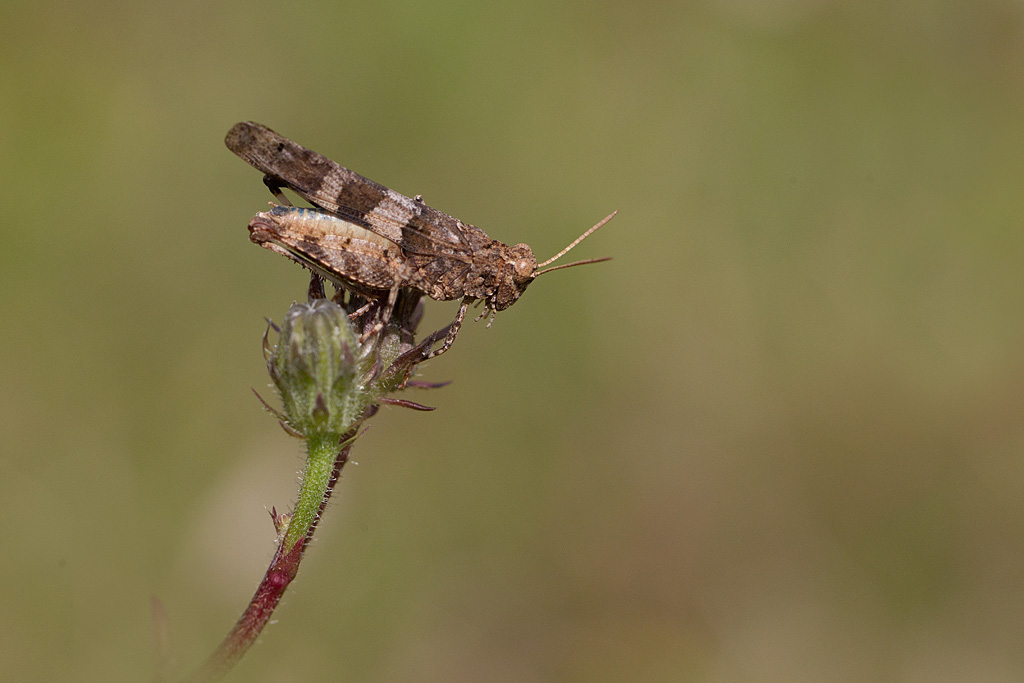 Oedipoda caerulescens.jpg
