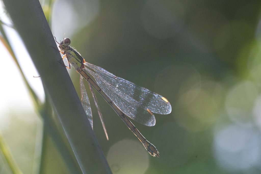 Lestes viridis F.jpg