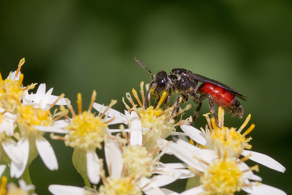 Sphecodes sp 5.jpg