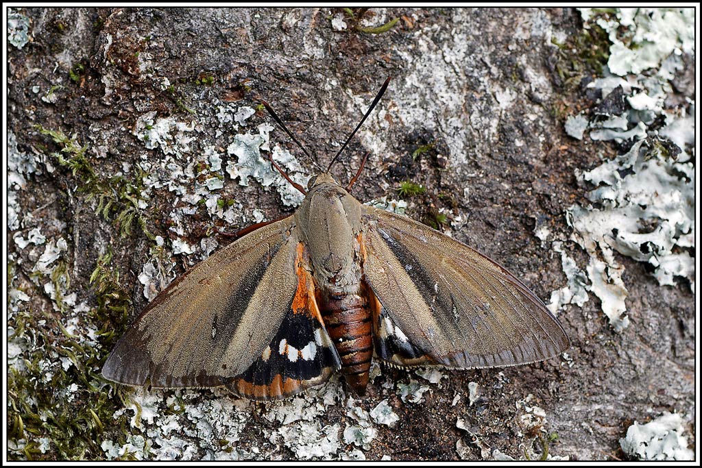 Bombyx_du_palmier(Paysandisia_archon)(25).jpg