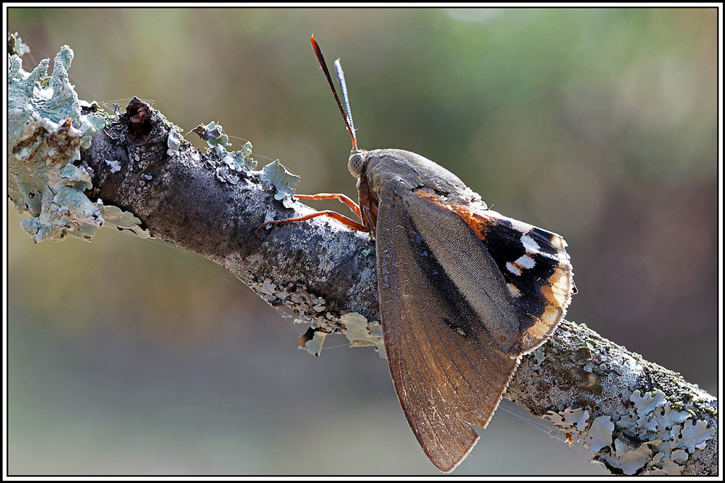 Bombyx_du_palmier(Paysandisia_archon)(27).jpg