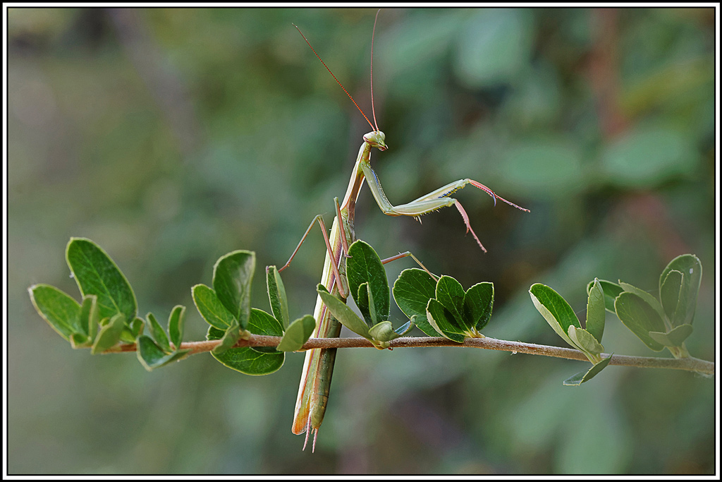 mante_religieuse(Mantis_religiosa)(112).jpg
