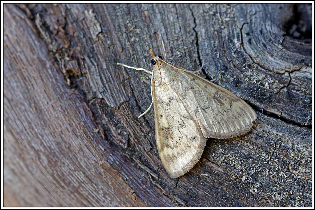 Botys_de_la_germandrée(Paratalanta_pandalis)(2).jpg