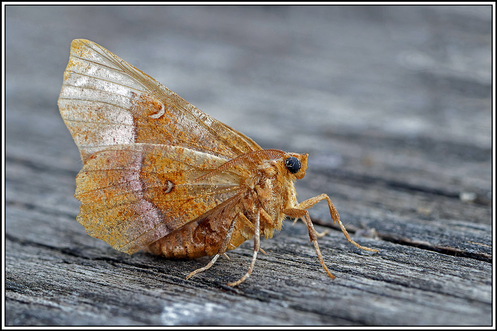 Ennomos_illustre(Selenia_tetralunaria)(9).jpg