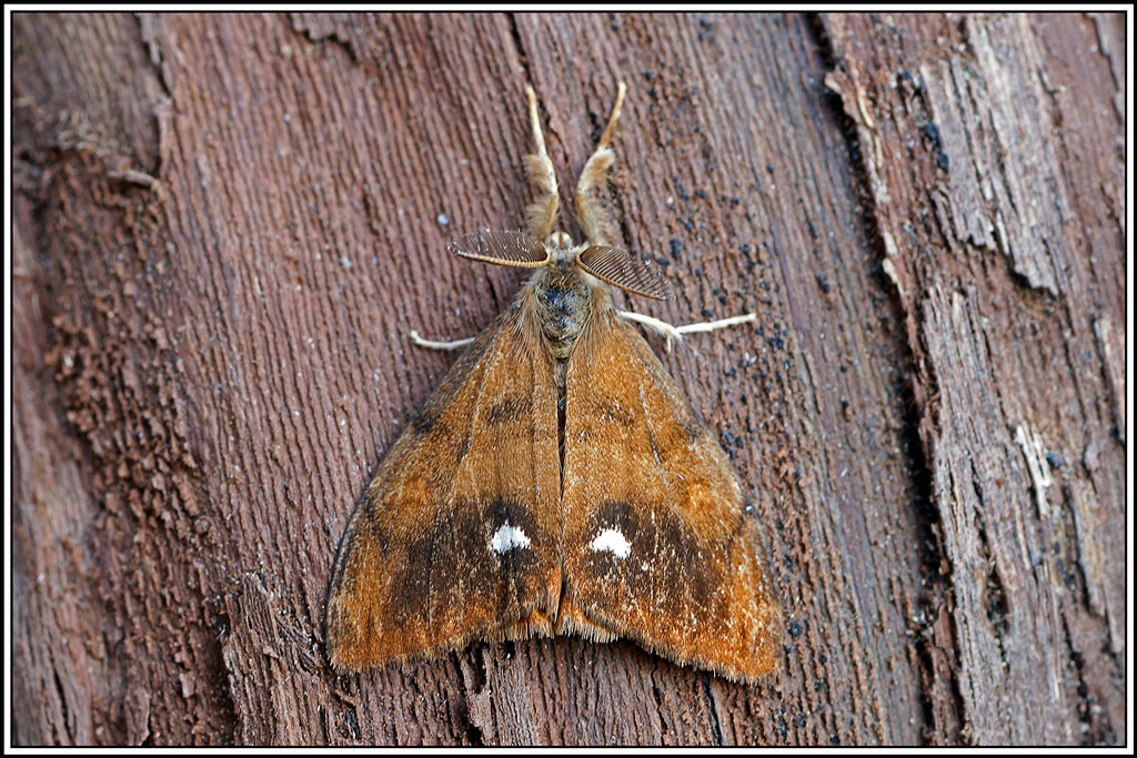 Etoilée(Orgyia_antiqua)(1).jpg