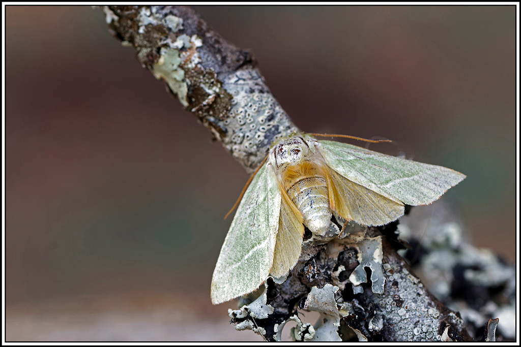 Halias_du_hetre(Pseudoips_prasinanus)(21).jpg