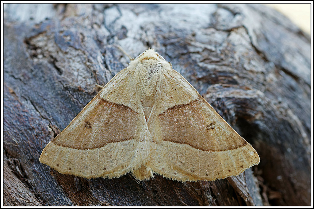 Phalène_de_la_Mancienne(Crocallis_elinguaria)(4).jpg