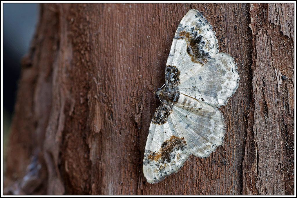 Phalène_du_fusain(Ligdia_adustata)(8).jpg