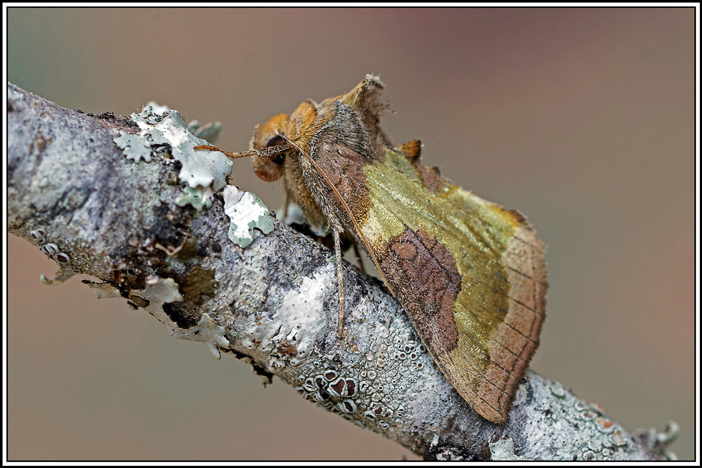 Plusie_confluente(Diachrysia_stenochrysis)(5).jpg