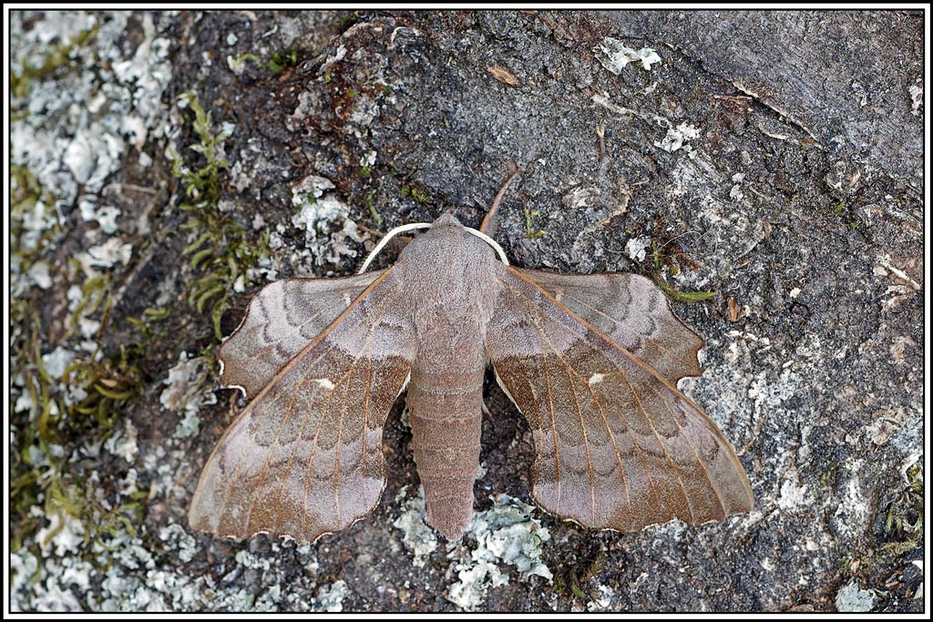 Sphinx_du_peuplier(Laothoe_populi)(57).jpg