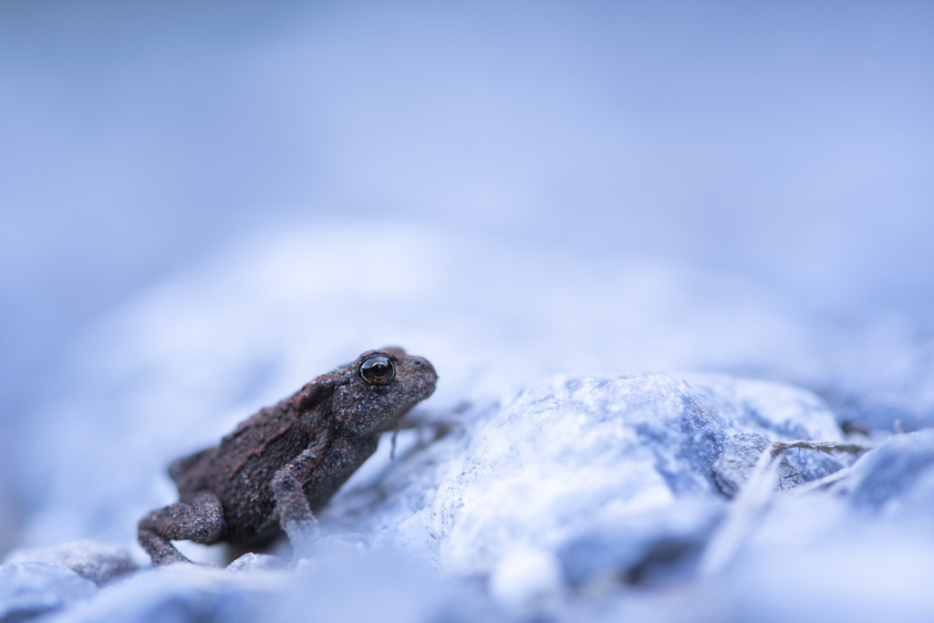 _DSC0344.jpg