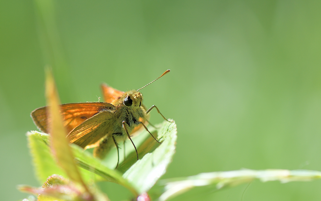 DS5_9012.jpg