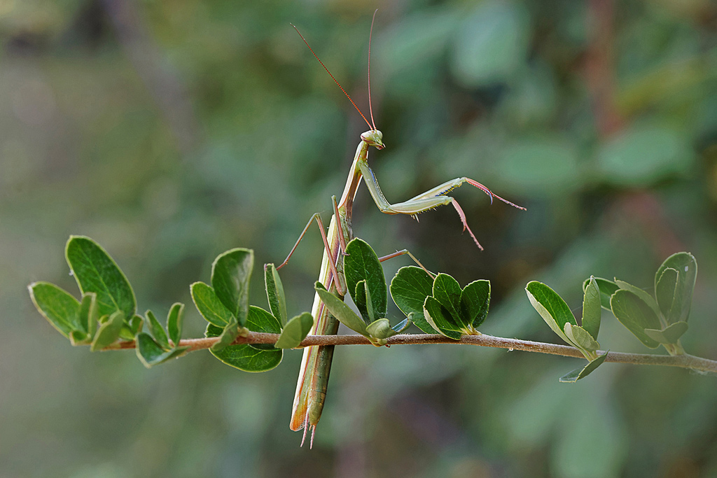mante_religieuse(Mantis_religiosa)(112)bis.jpg