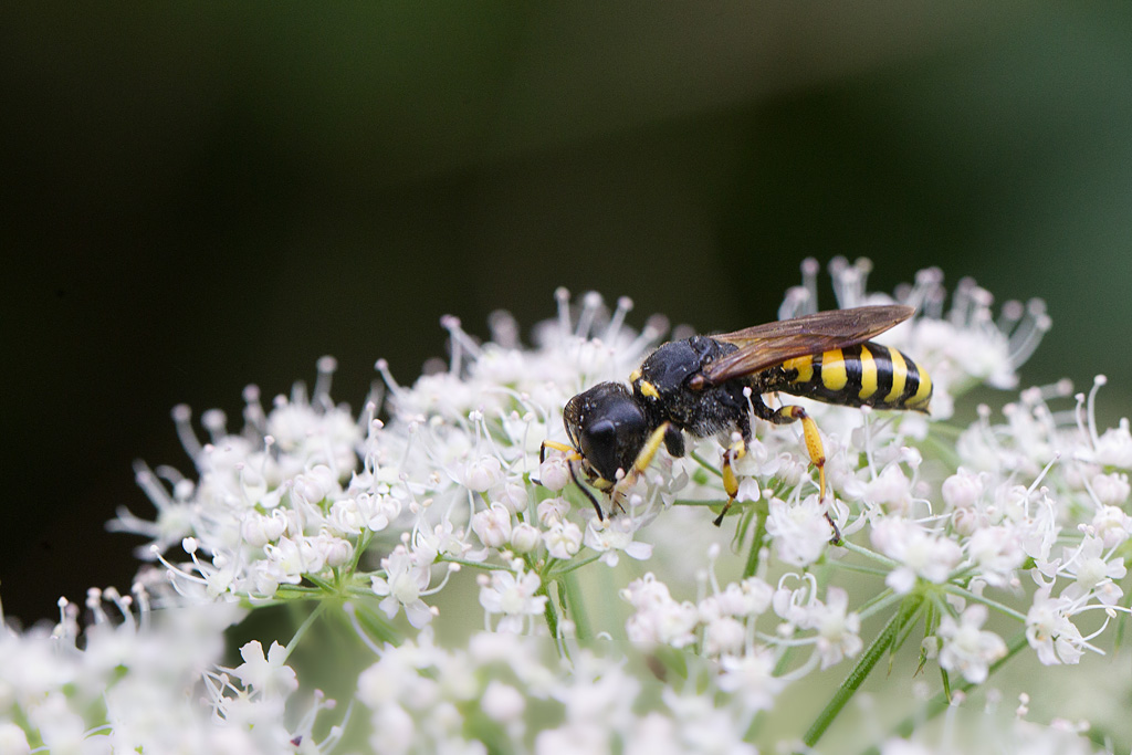 Ectemnus sp.jpg