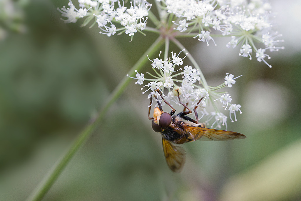 Volucella inanis 1.jpg
