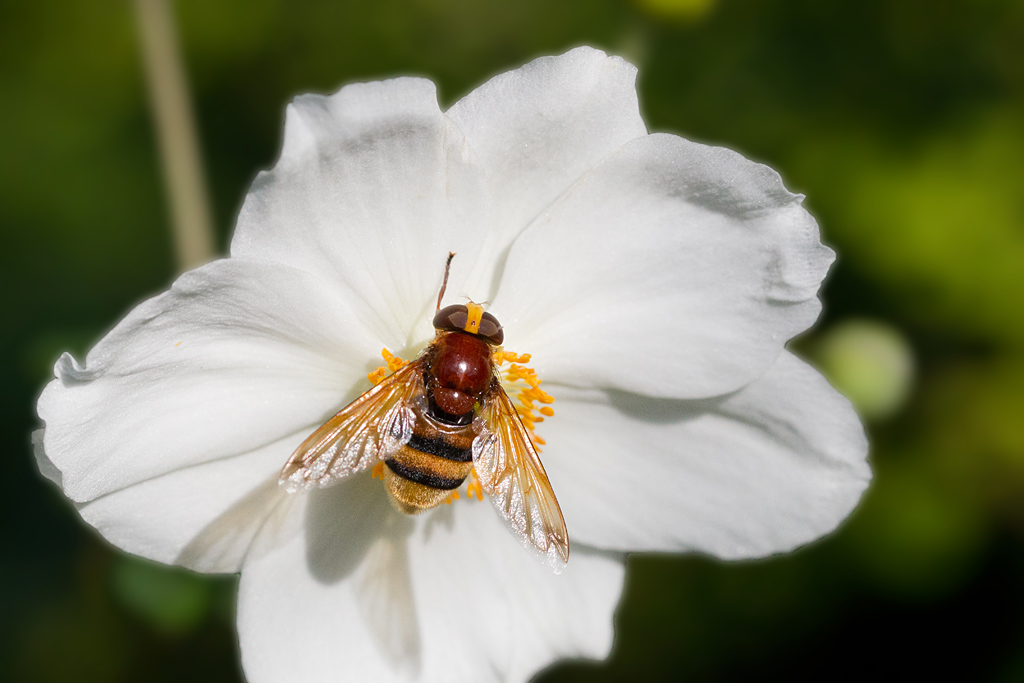 Voliucella zonatus femelle 6.jpg