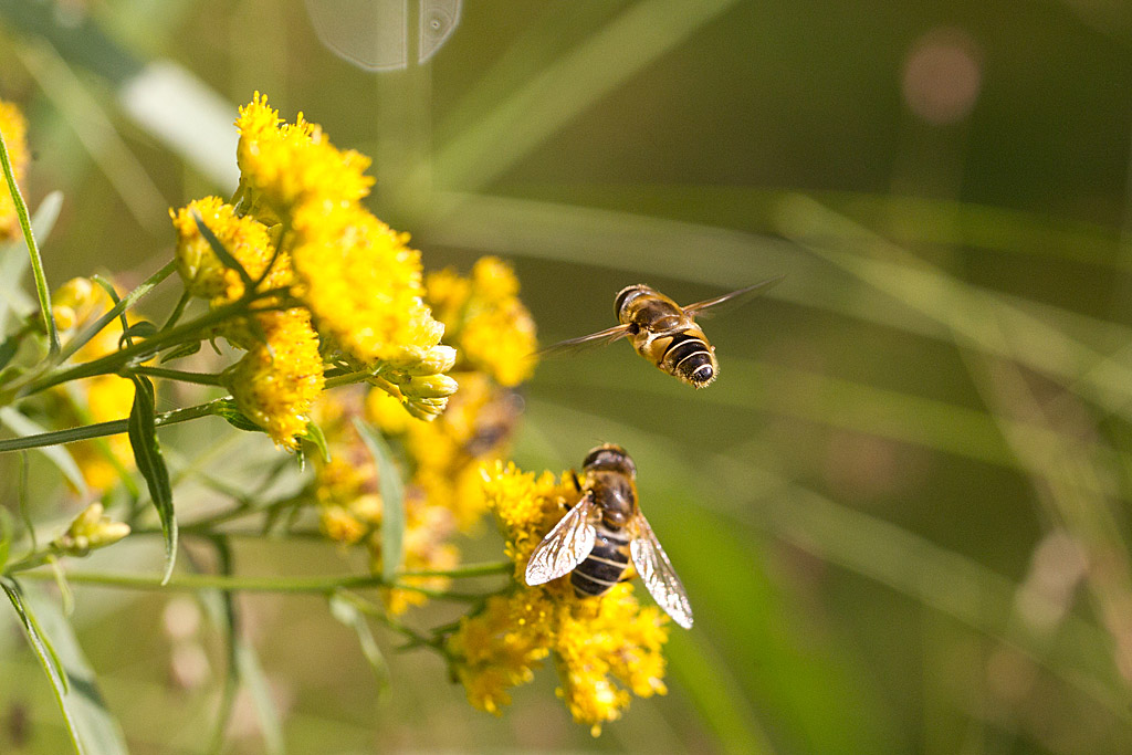 Eristalis tenax 17.jpg