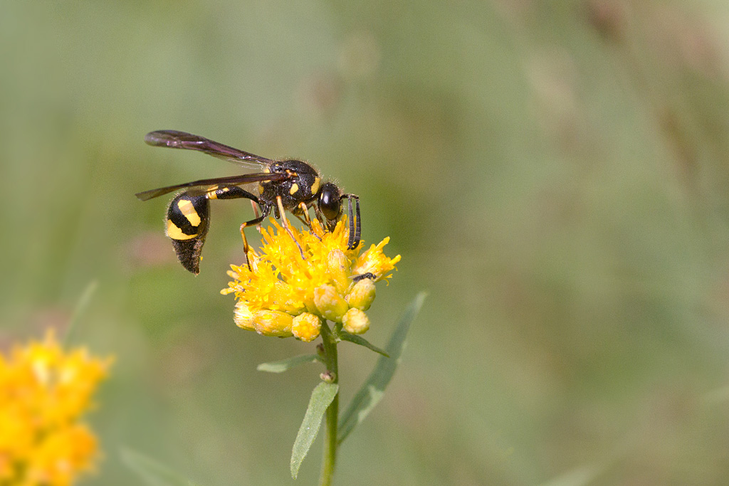 Eumenes sp 3.jpg