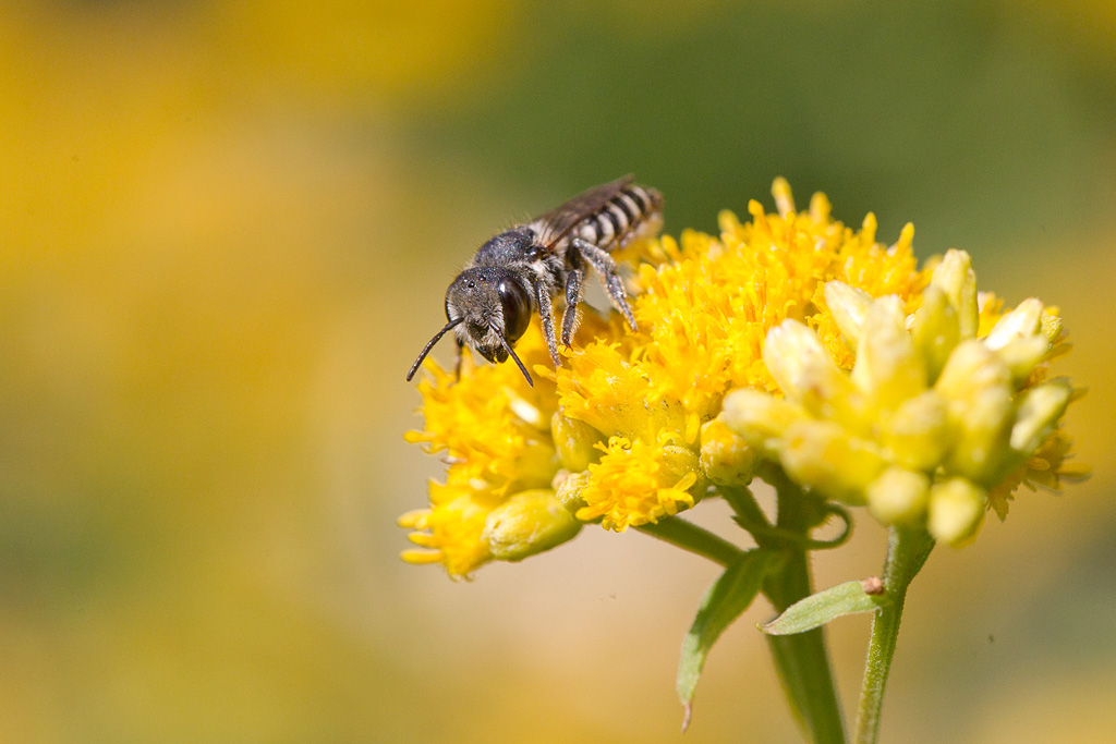 Megachile pilidens.jpg