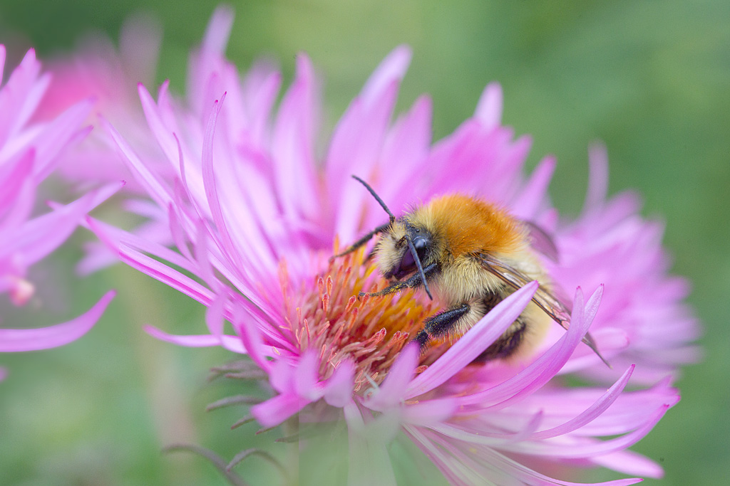 bourdon roux - Bombus pascuorum.jpg