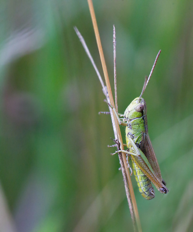 Criquet des pâtures - Pseudochorthippus parallelus 1.jpg