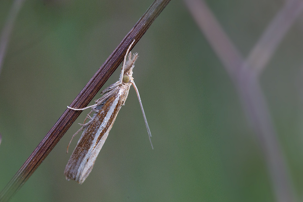 Agriphila tristella, le crambus des tiges 2.jpg