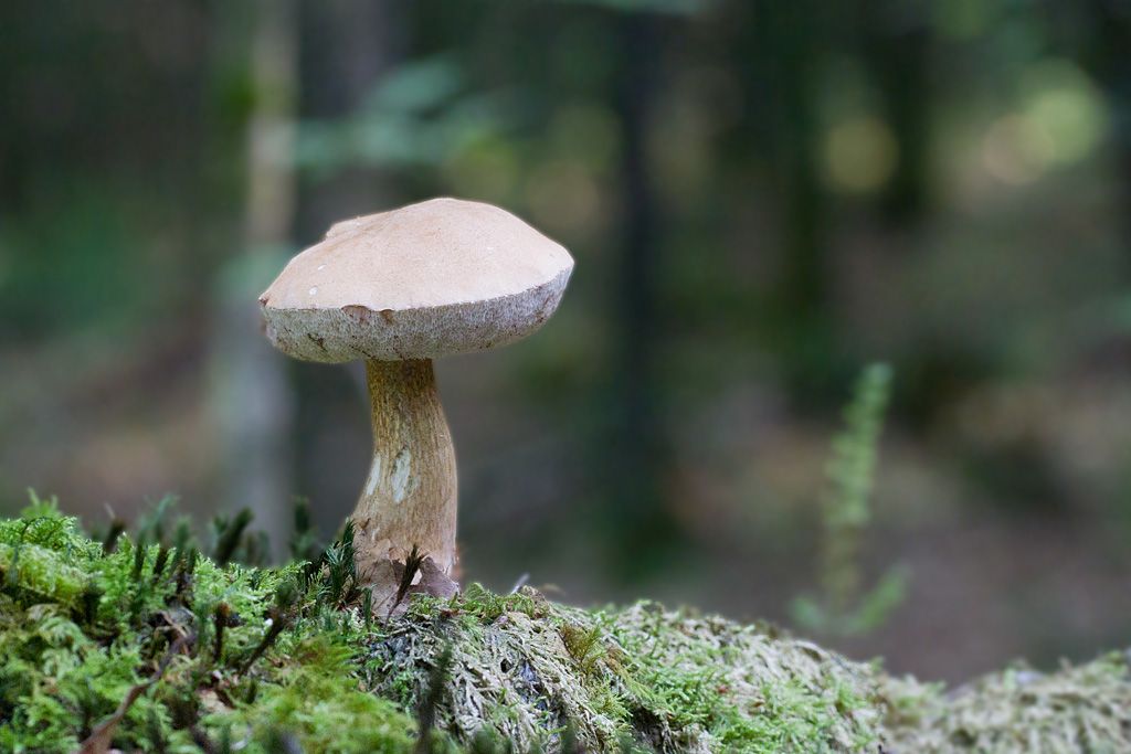 bolet de fiel - Tylopilus felleus.jpg