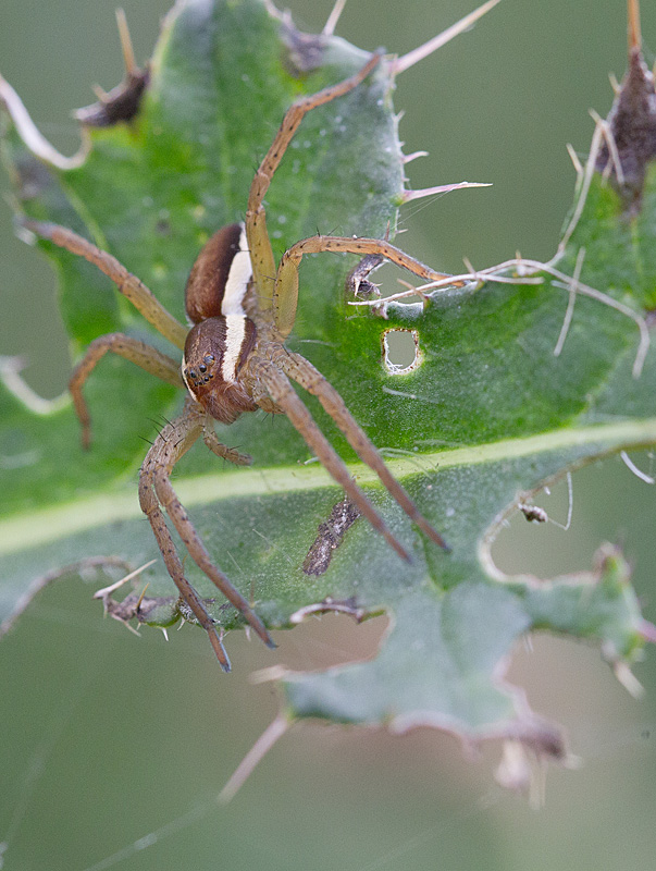 Dolomedes fimbriatus..jpg