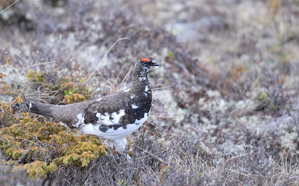 DS5_8798.jpg
