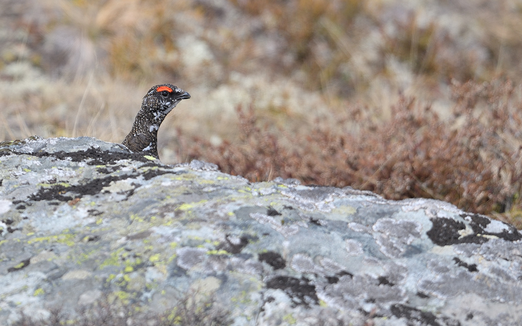 DS5_8806.jpg