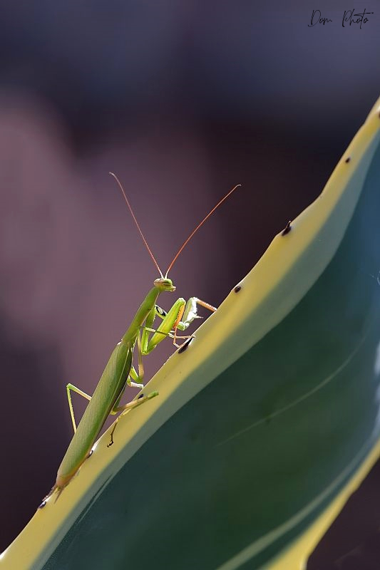 DSC_8098IN.jpg