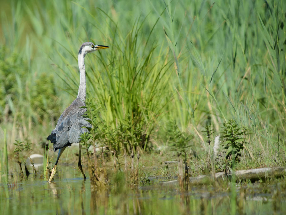 Heron 23_3.jpg