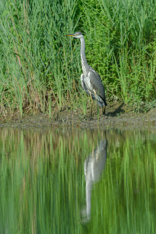 Heron 23_9.jpg